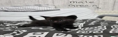 Mixed Breed Kitten 3