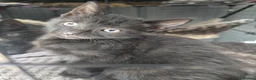Mixed Breed cats for sale: Stunning black, chocolate and grey tabbys  - Advert 9