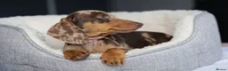Miniature Dachshund dogs for sale: KC Miniature Dachshund puppies  - Advert 13