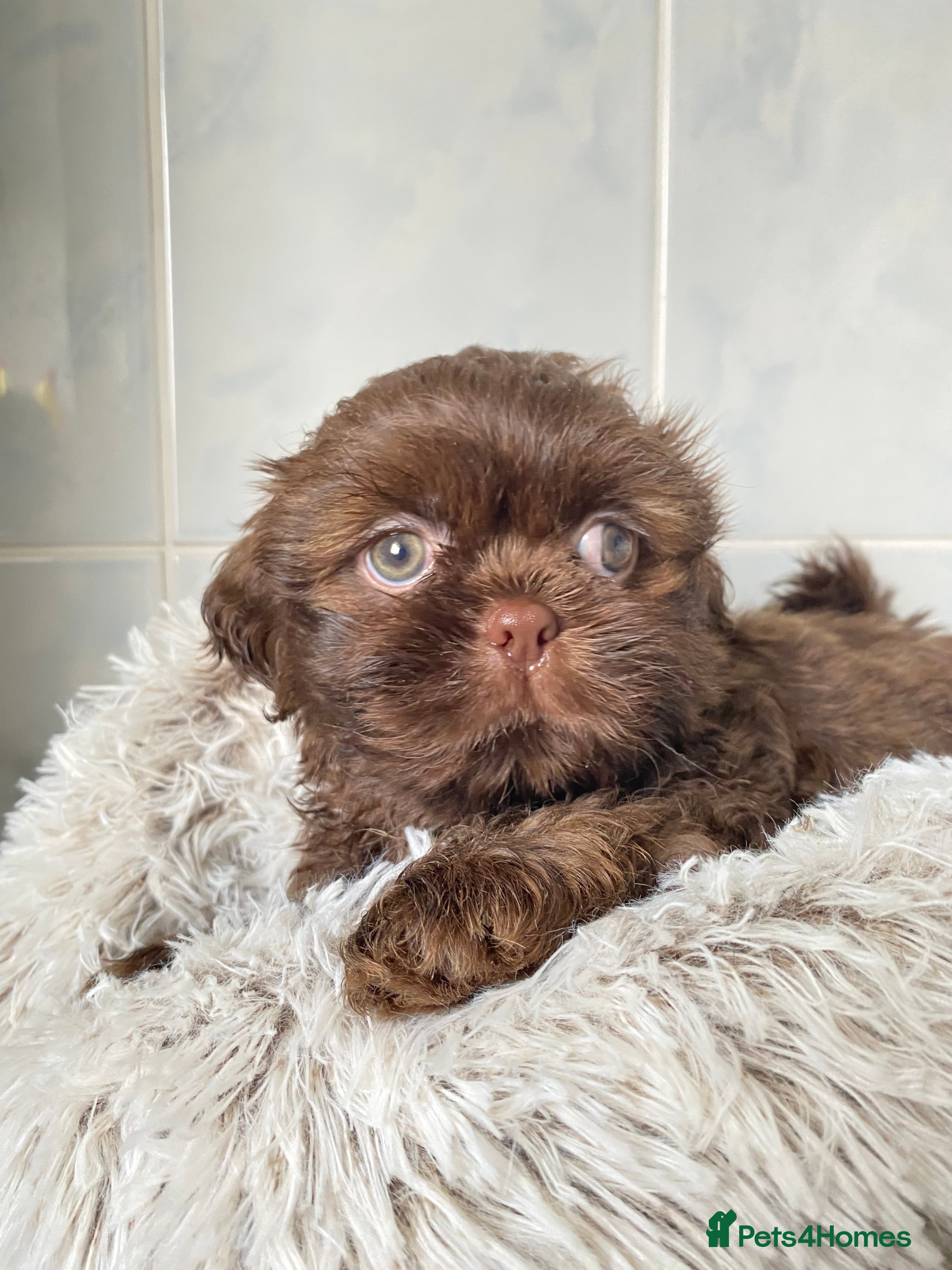 Shih Tzu dogs 💙3 shihtzu boys available now💙 - Advert 3