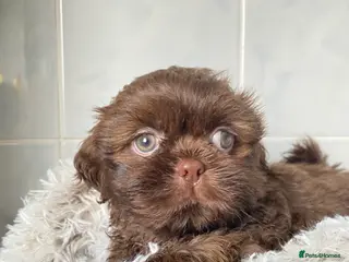 Shih Tzu dogs 💙3 shihtzu boys available now💙 - Advert 3