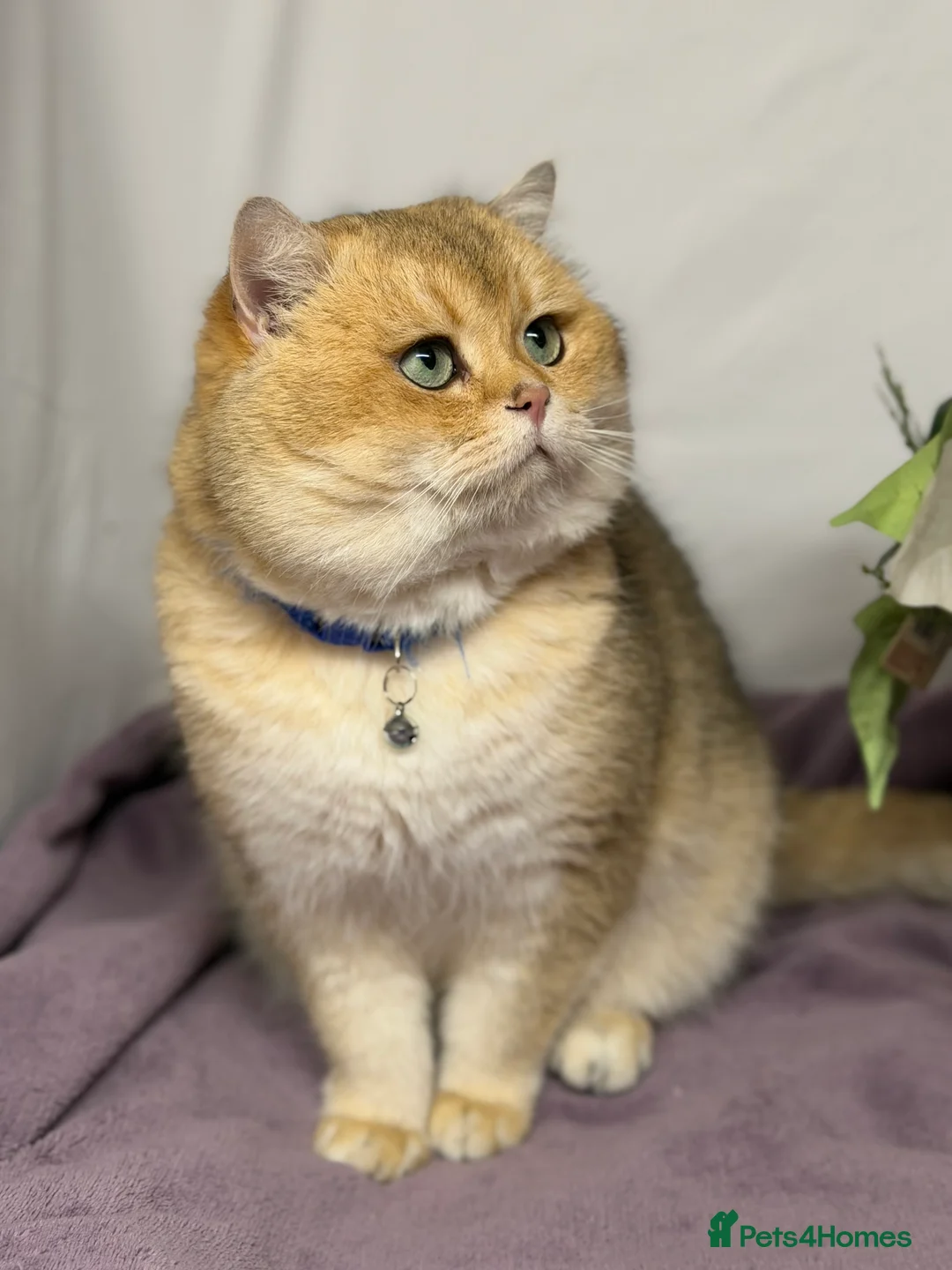 British Shorthair cats for stud: British shorthair Golden lovely stud boy GCCF - Advert 6