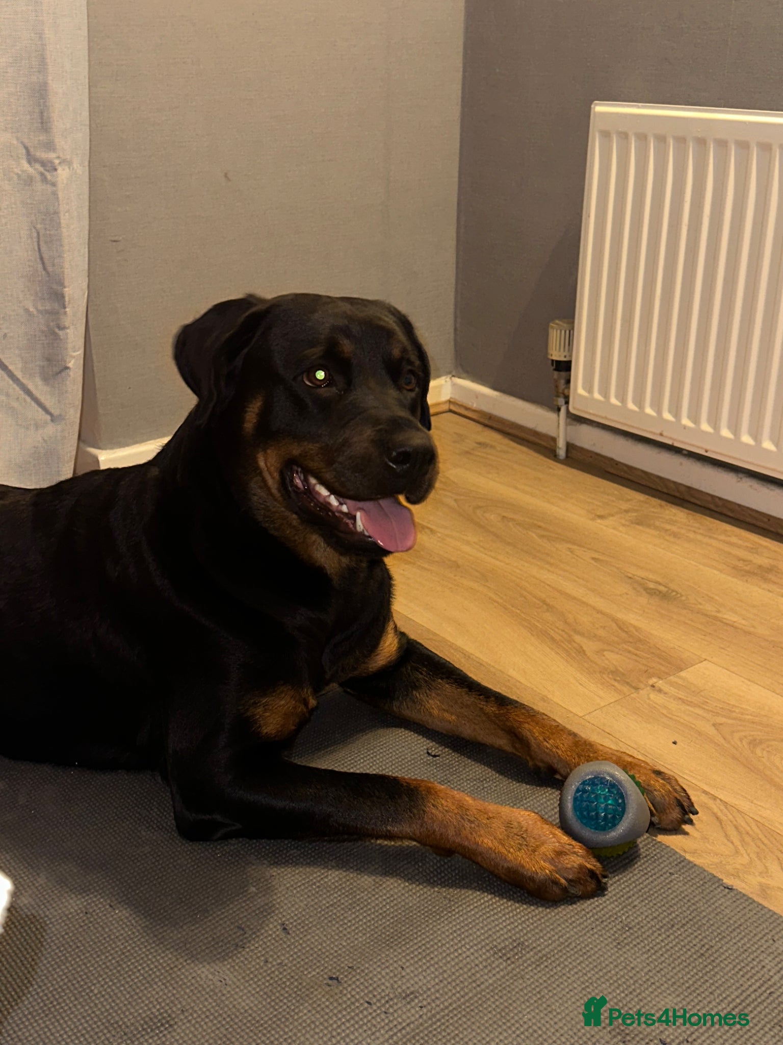 Mixed Breed dogs Rottweiler X puppies - Advert 12