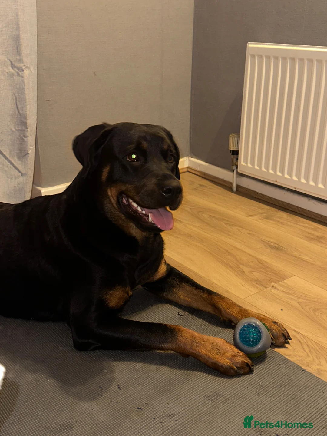 Mixed Breed dogs for sale: Rottweiler X puppies in Bradford - Advert 1