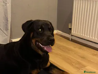 Mixed Breed dogs Rottweiler X puppies - Advert 12