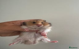 Hamster rodents for sale: Stunning long and short haired hamsters - Image 4