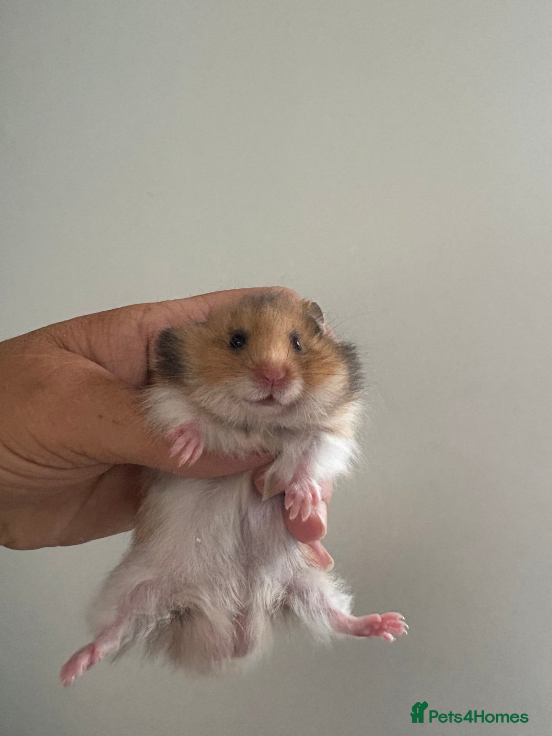 Hamster rodents for sale: Stunning long and short haired hamsters - Image 4