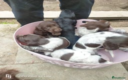 Cocker Spaniel dogs for sale: Working Cocker Spaniel Puppies For Sale - Image 13