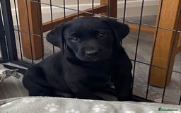 Labrador Retriever dogs for sale: Adorable Labrador puppies - Image 1
