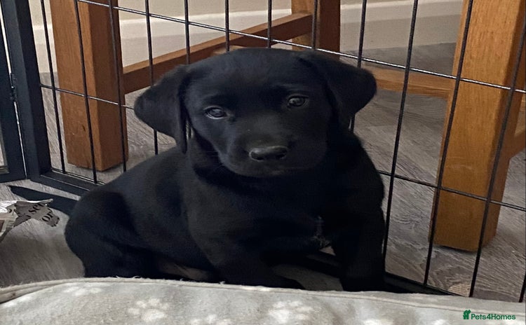 Labrador Retriever dogs - Advert 4