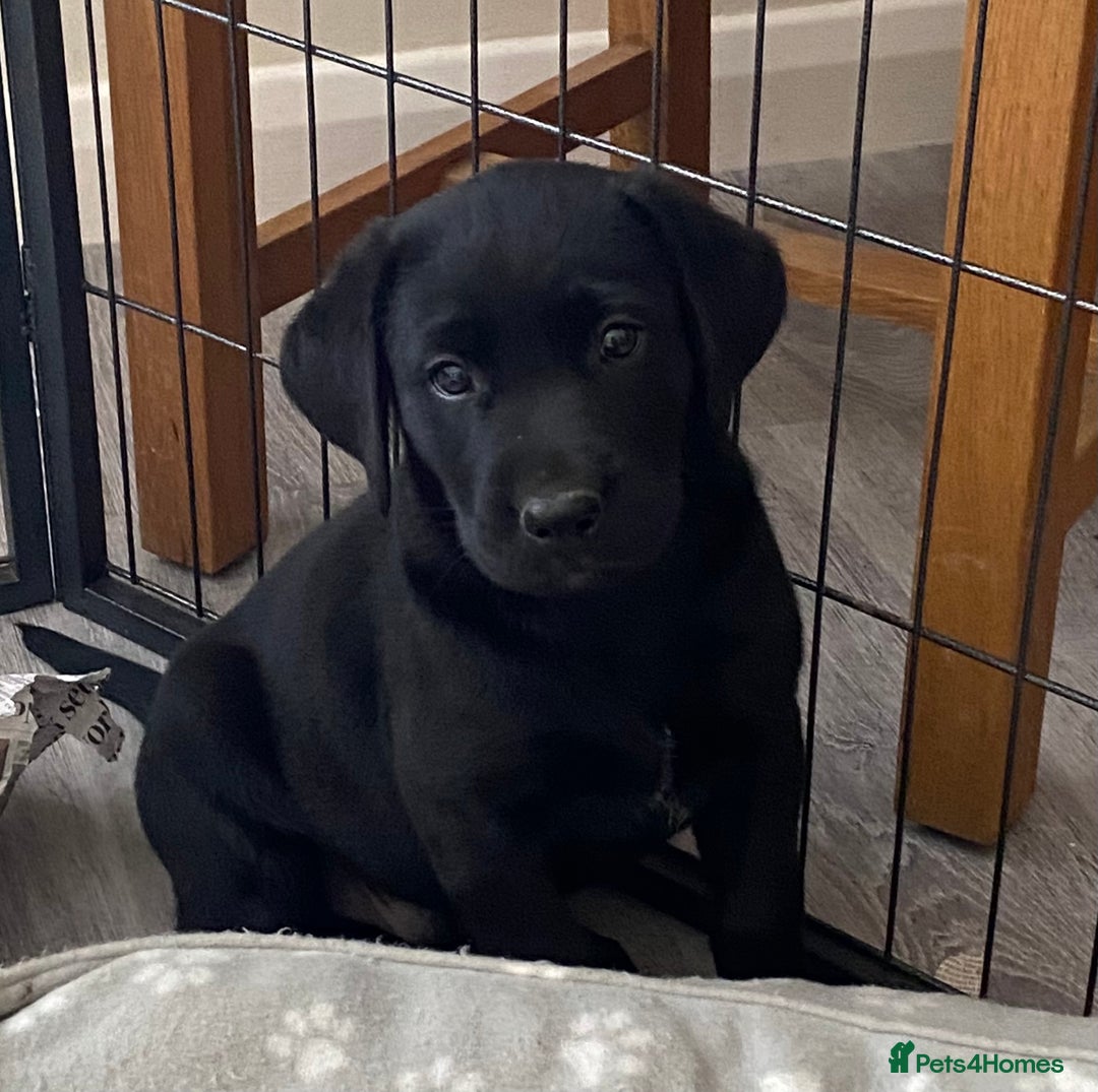 Labrador Retriever dogs for sale: Adorable Labrador puppies - Image 1