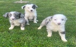 Border Collie dogs for sale: Border Collies READY NOW - Image 5