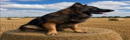 German Shepherd dogs for stud: Standing at Stud in Spalding - Advert 4
