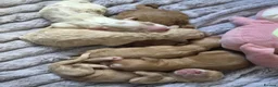 Cavapoo dogs for sale: 6 Cavapoo Puppies - Advert 1