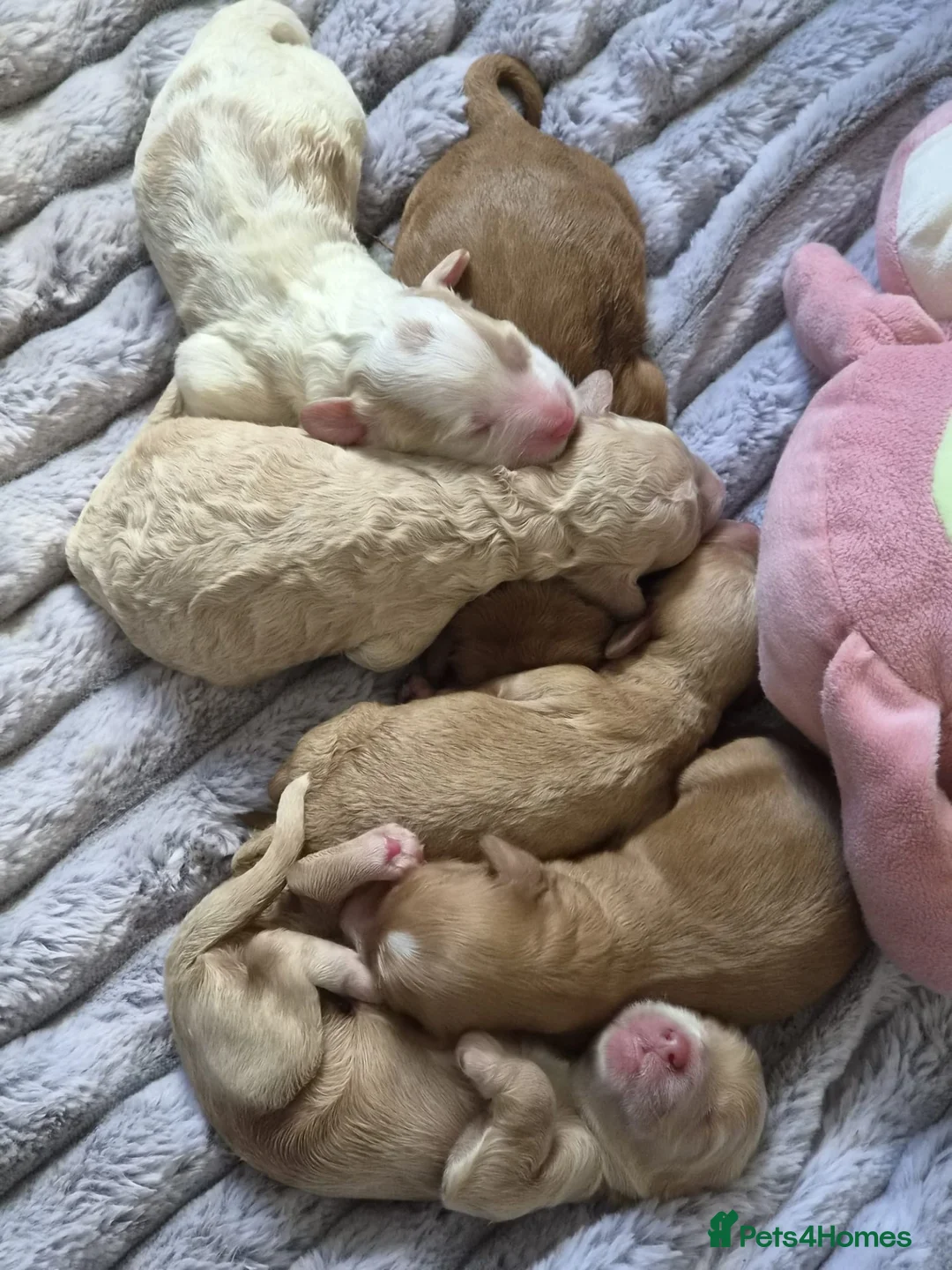 Cavapoo dogs for sale: 6 Cavapoo Puppies - Advert 1