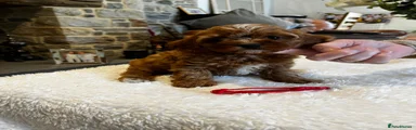 Cavapoo 3