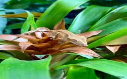 Lizard reptiles for sale: Mixture of Crested Geckos - Image 9