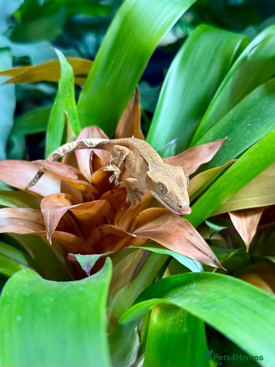 Lizard reptiles for sale: Mixture of Crested Geckos - Image 9