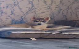 Siberian Husky dogs for sale: Selling Male Siberian Husky 27 Weeks  - Image 3