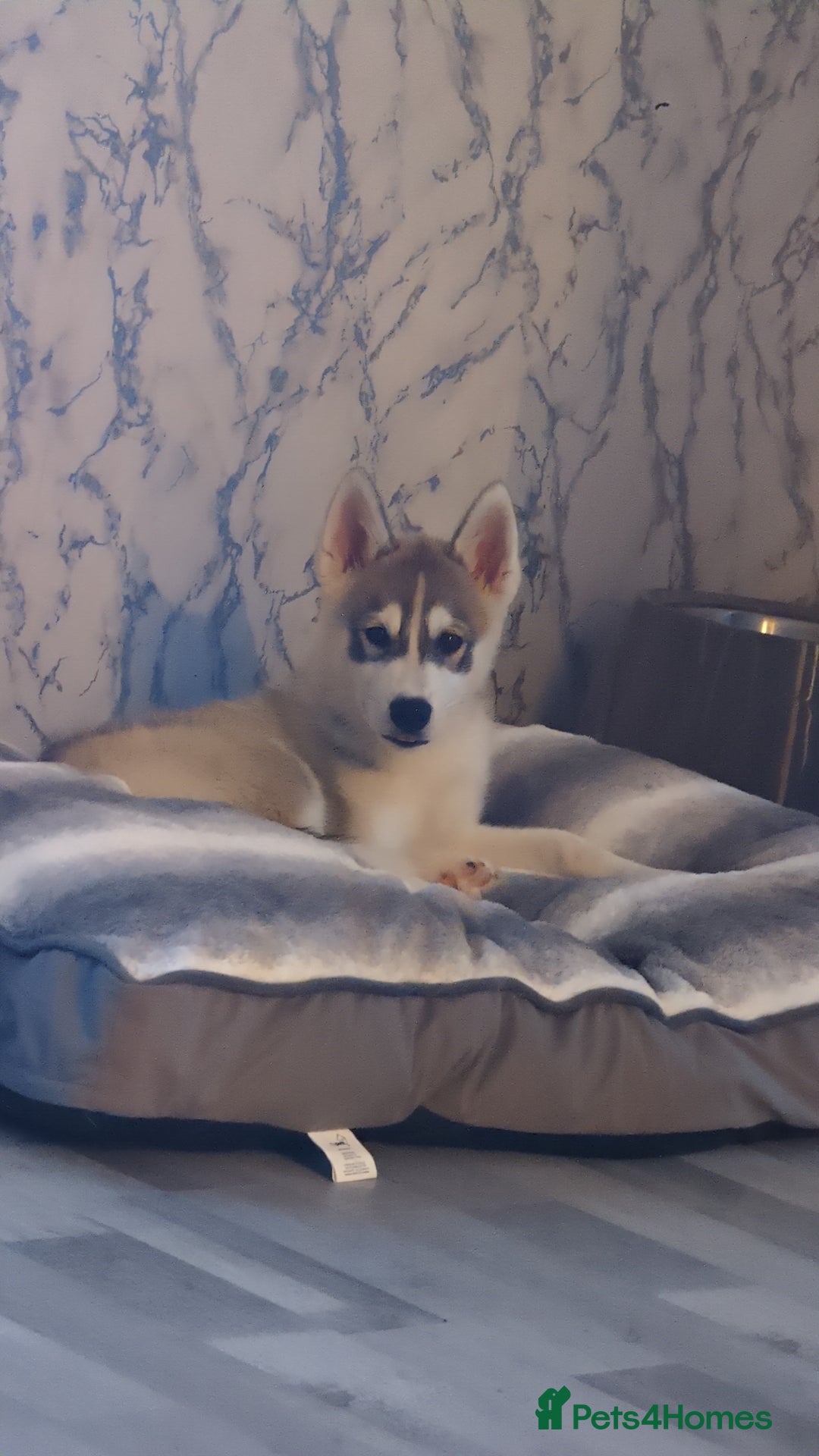 Siberian Husky dogs for sale: Selling Male Siberian Husky 27 Weeks  - Image 3