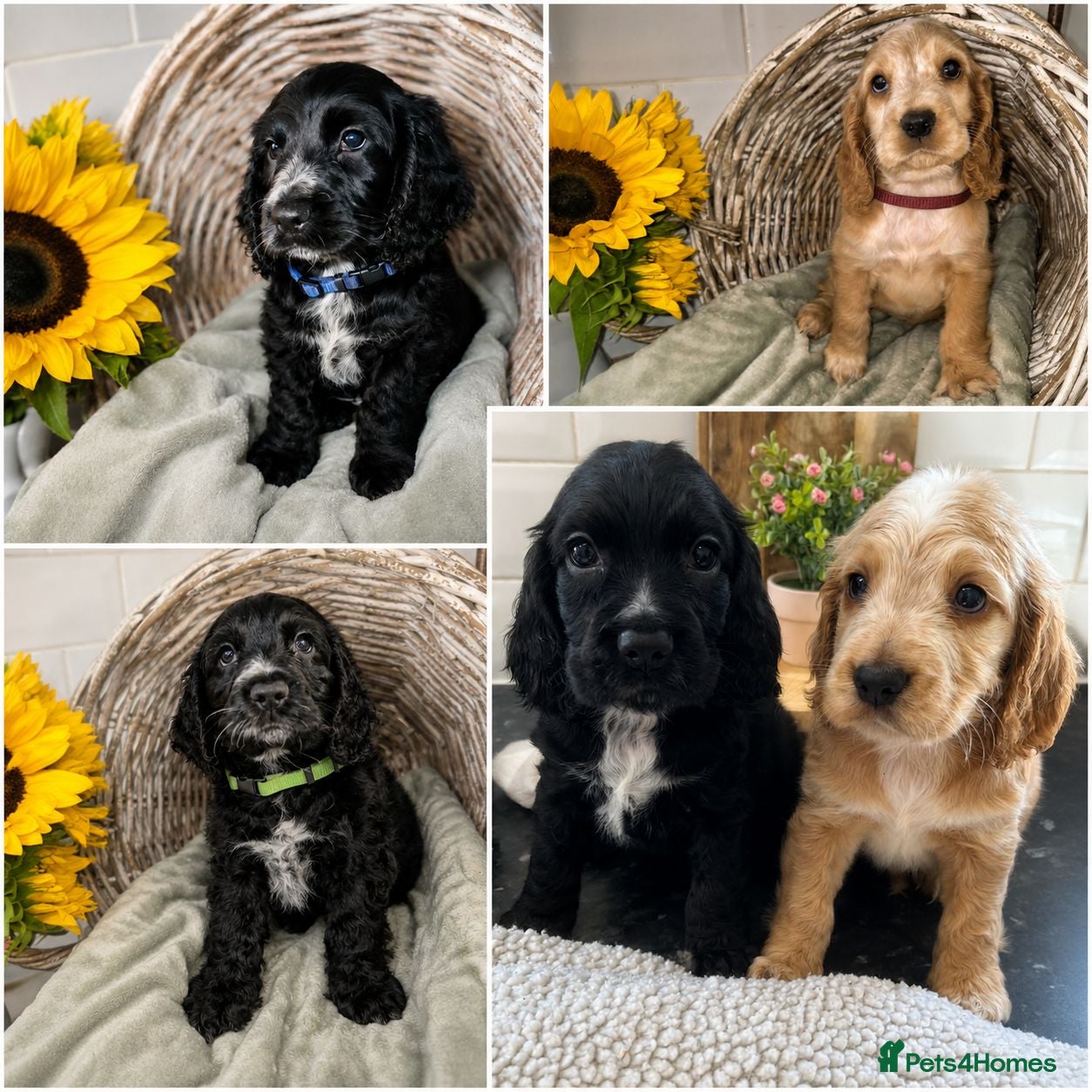 Cocker Spaniel dogs Ready Today! Show Type Cocker Spaniels  - Advert 2