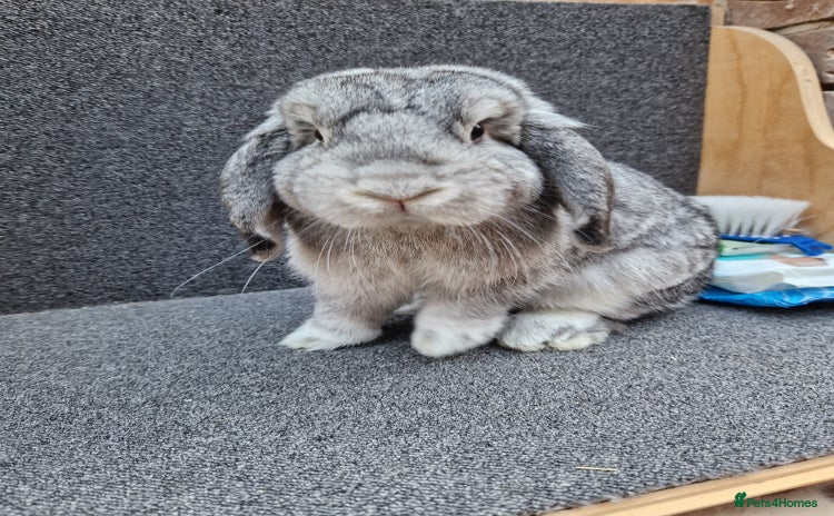 Mixed Breed rabbits - Advert 3