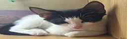 Mixed Breed cats for sale: The Shed Kittens ♥️ - Advert 5