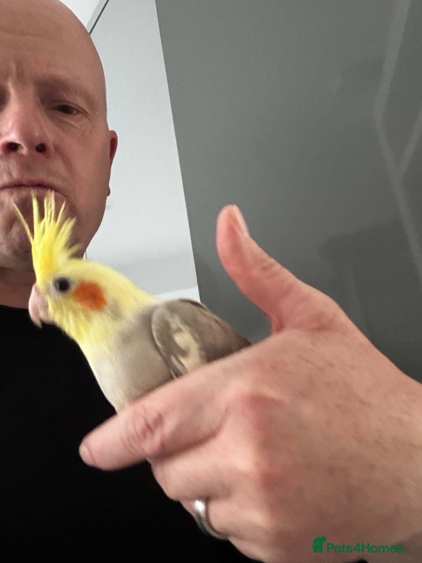 Cockatiels birds Hand tame cockatiels  - Advert 2