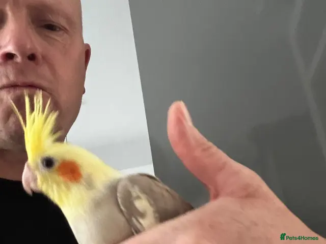 Cockatiels birds Hand tame cockatiels - Advert 2