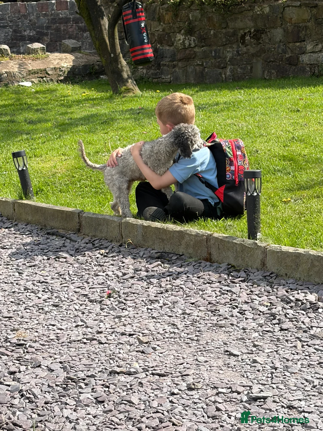 Mixed Breed dogs for sale: Unreal toy cross miniature poodles 😍😍 - Advert 2