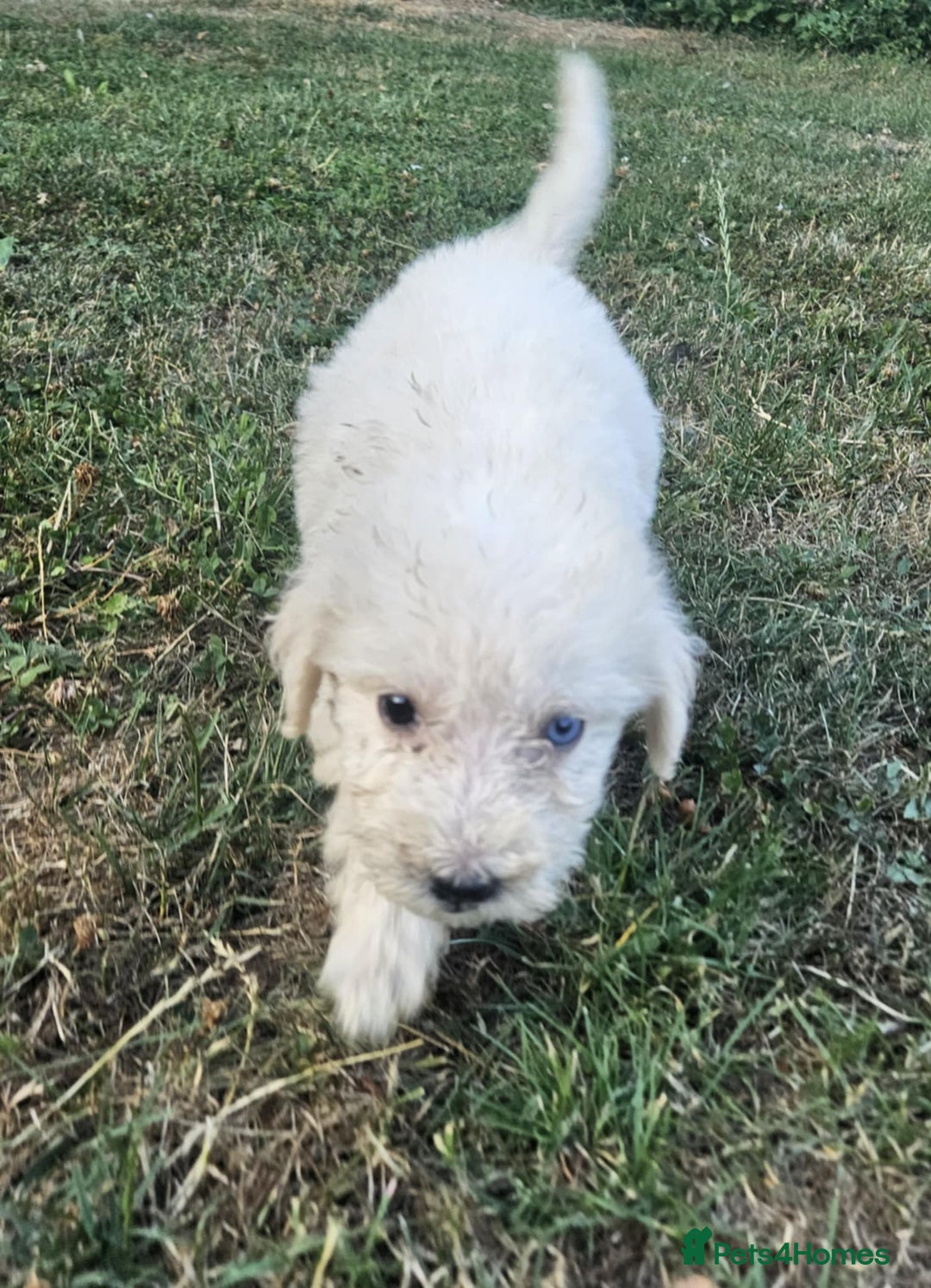 Mixed Breed dogs for sale: F1 Shepadoodle Puppies in Boston - Image 12