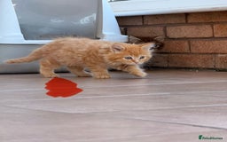 Maine Coon cats for sale: 🐾 Maine Coon Kittens X needing forever home 🐾 - Image 7