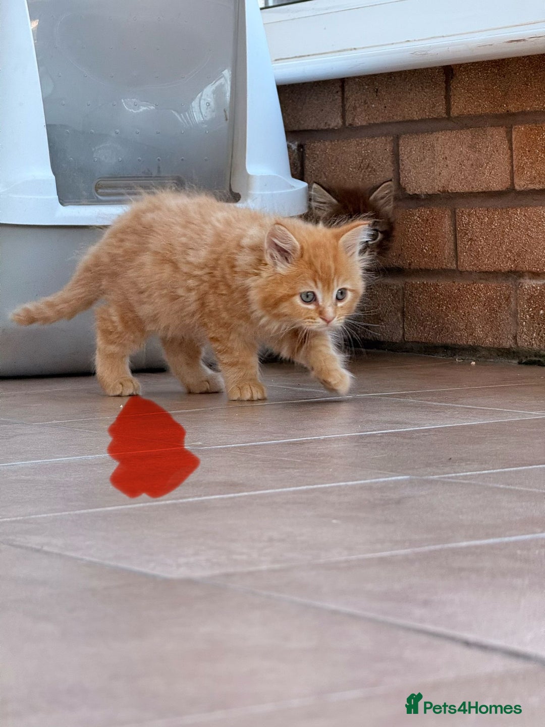 Maine Coon cats for sale: 🐾 Maine Coon Kittens X needing forever home 🐾 - Image 7