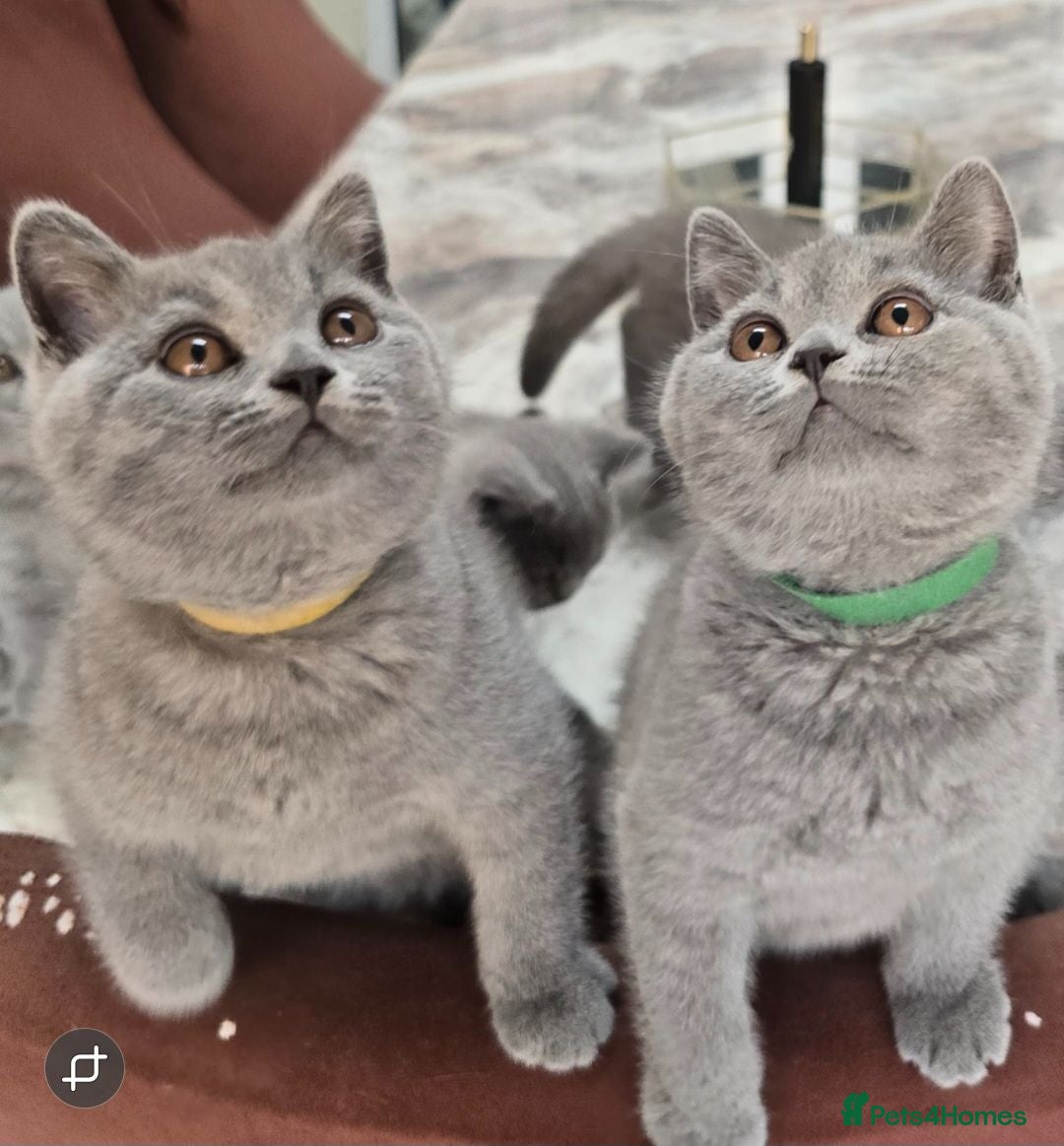 British Shorthair cats Gorgeous Adorable British Short Hair kittens - Advert 2