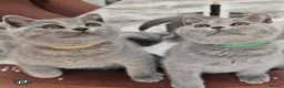 British Shorthair cats for sale: Fully Vaccinated Adorable Gorgeous BSH kittens - Advert 8