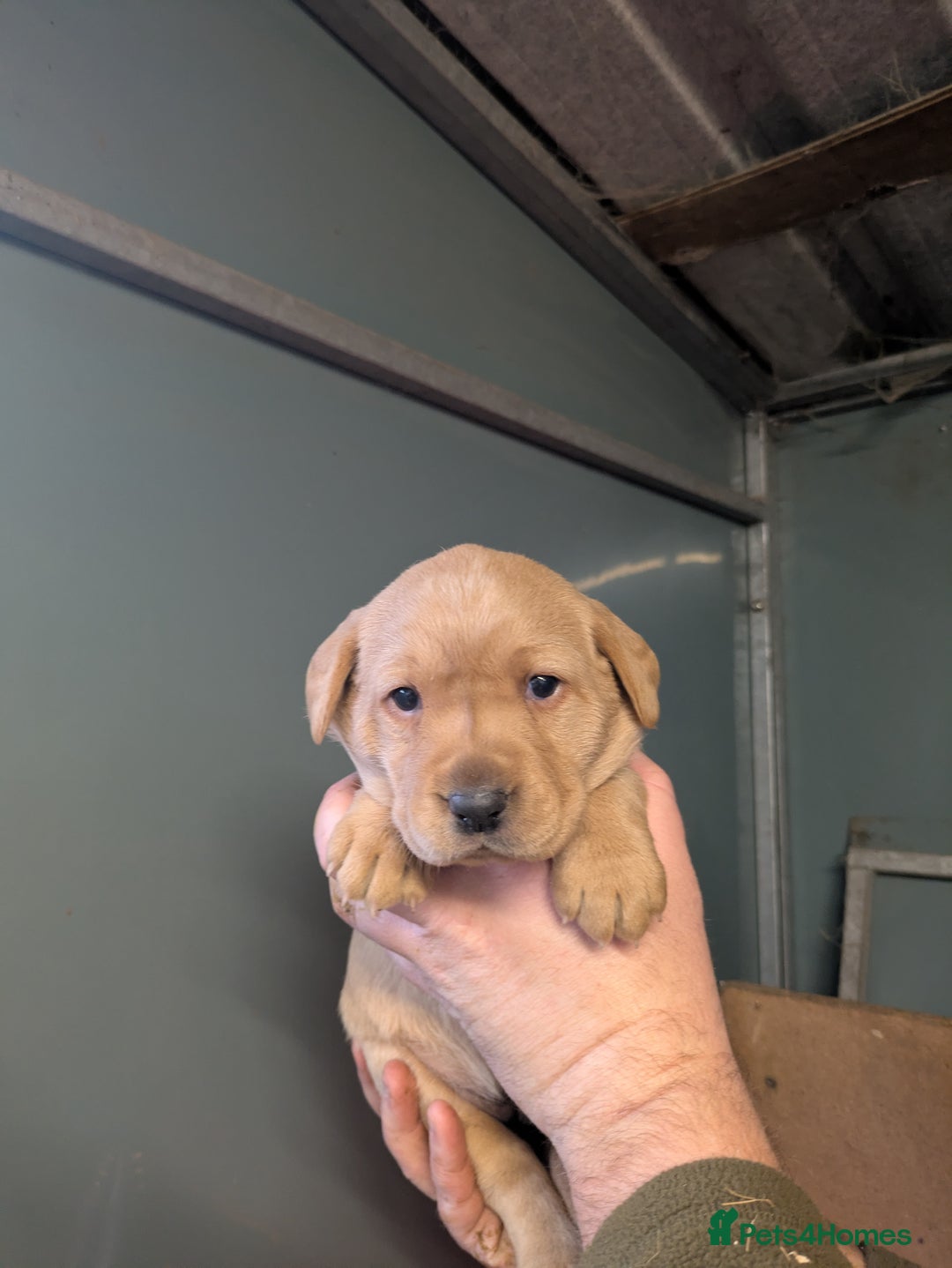 Labrador Retriever dogs for sale: Beautiful Red Labrador Puppies - Advert 4