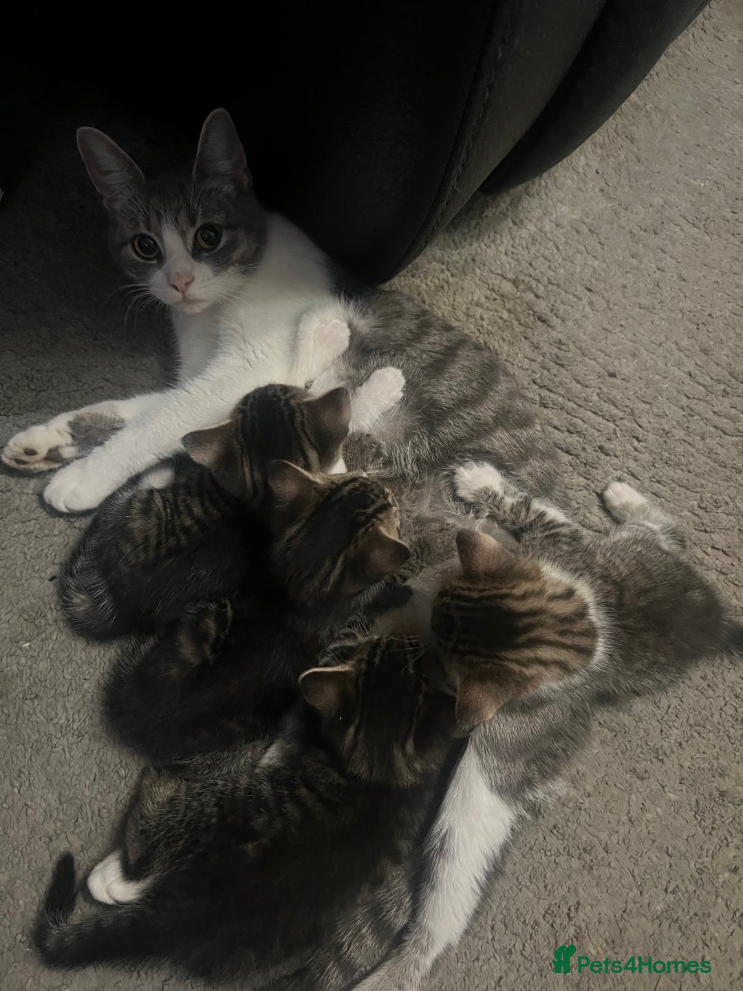 Mixed Breed cats for sale: 3 x female 2 x male kittens  - Image 3