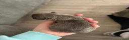 French Bulldog dogs for sale: Stunning blue French bulldog puppies for sale  - Advert 2