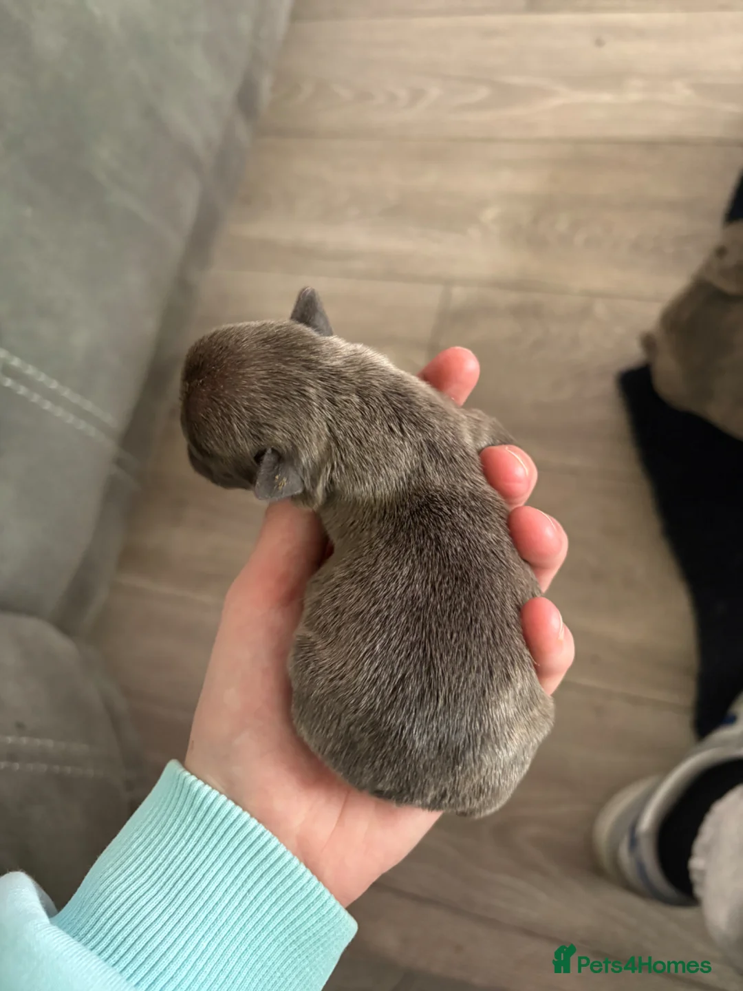 French Bulldog dogs for sale: Stunning blue French bulldog puppies for sale  - Advert 2