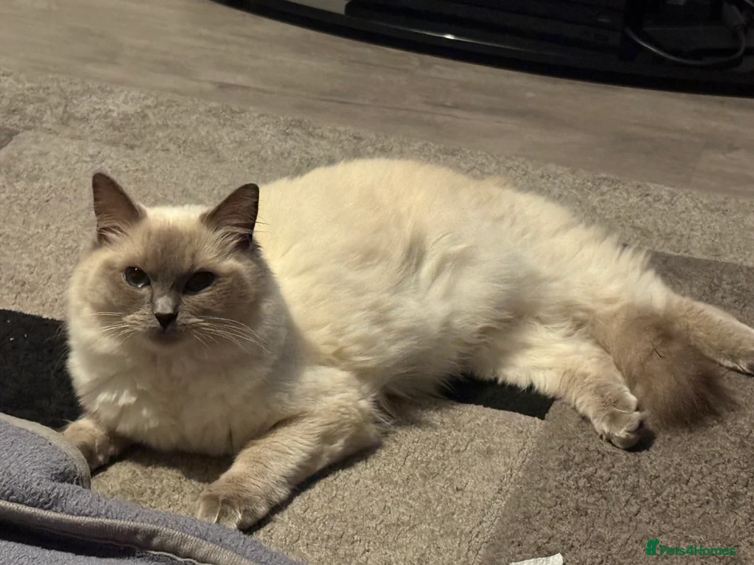 Ragdoll cats for sale: Ragdoll- full pedigree registered  - Advert 3