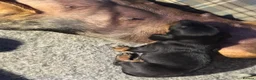 Miniature Dachshund dogs for sale: Miniature Dachshund Puppies  - Advert 7