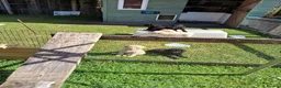 Labradoodle dogs for sale: Multi generation Standard labradoodles  - Advert 2