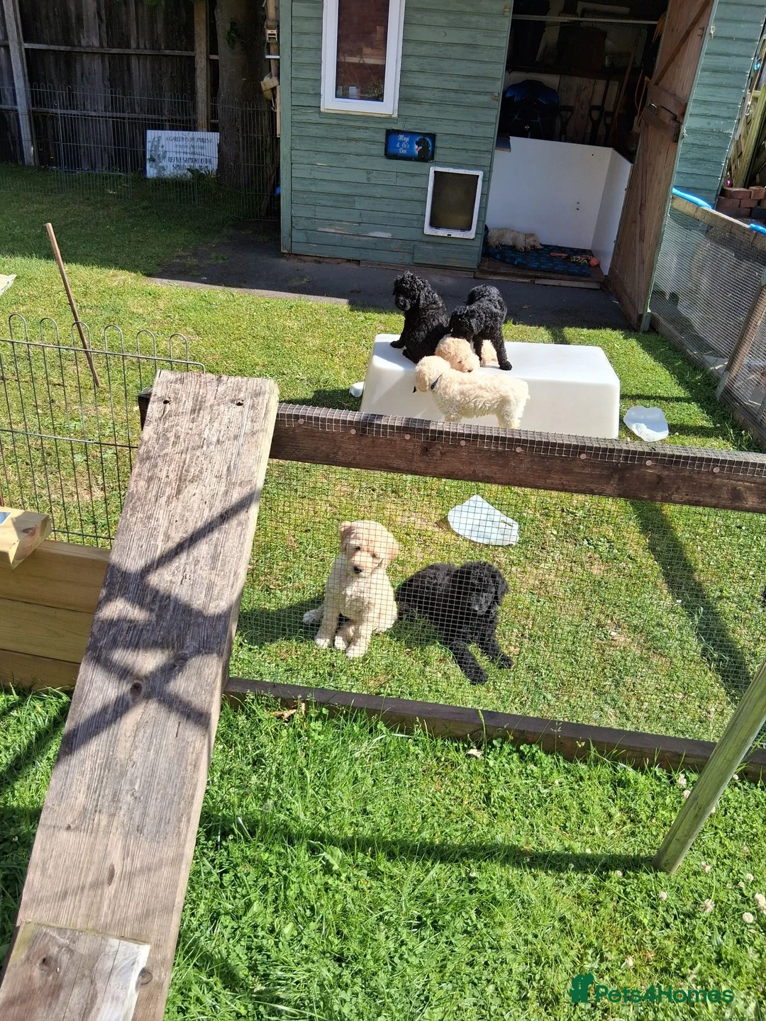 Labradoodle dogs for sale: Multi generation Standard labradoodles  - Advert 2