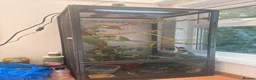 Chameleon reptiles for sale: Veiled chameleon  in Rochester - Advert 2