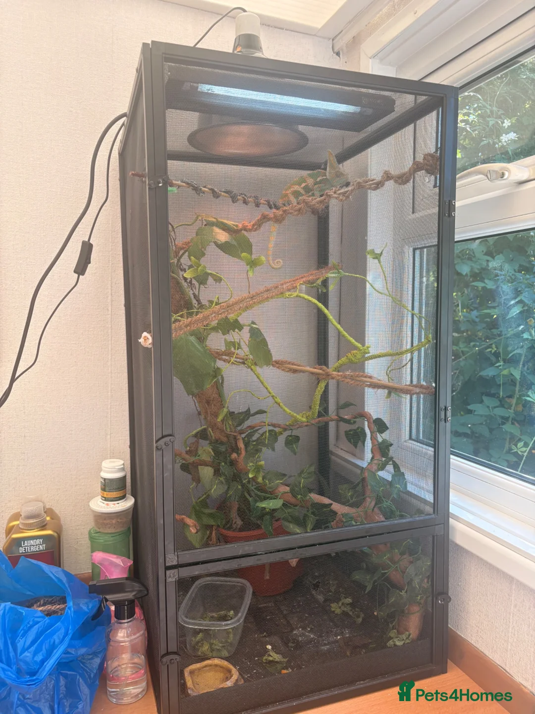 Chameleon reptiles for sale: Veiled chameleon  in Rochester - Advert 2