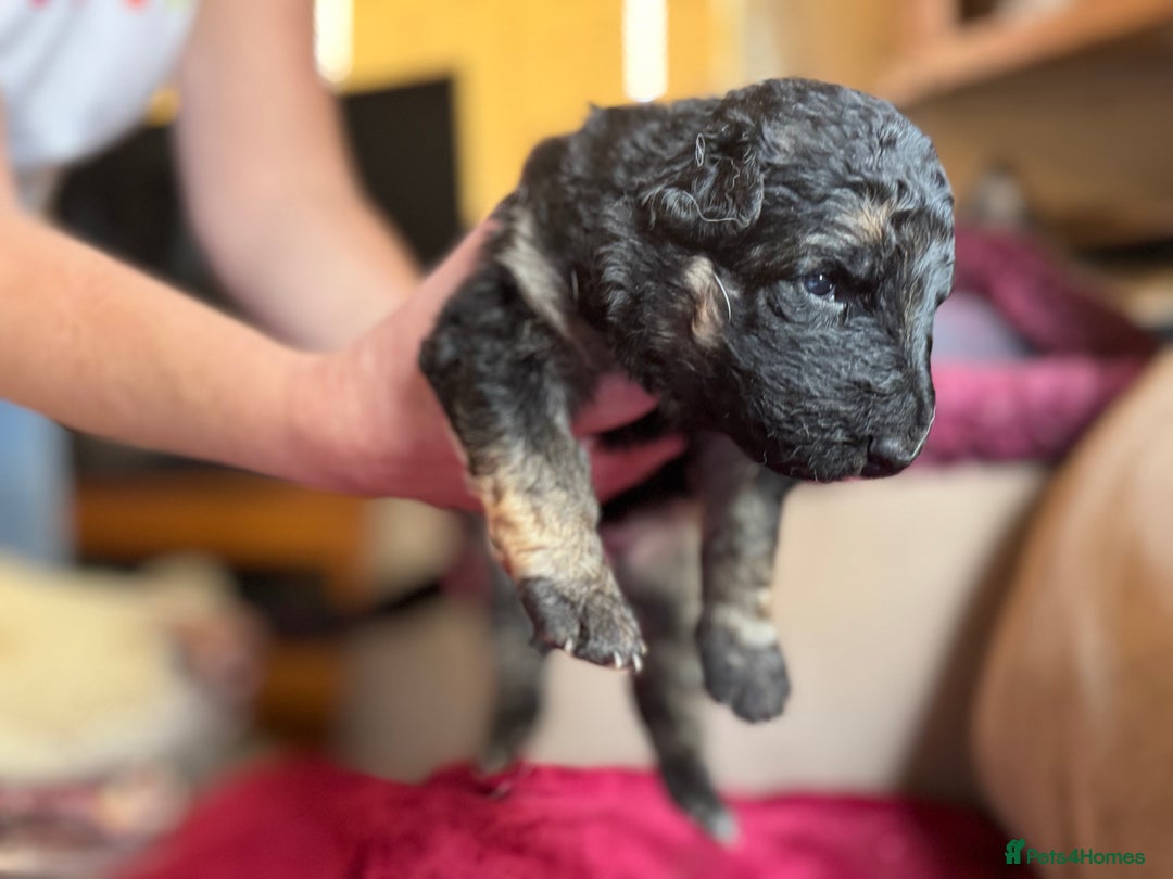 German Shepherd dogs for sale: Stunning long  German Shepherd puppies gsd pups  - Image 3