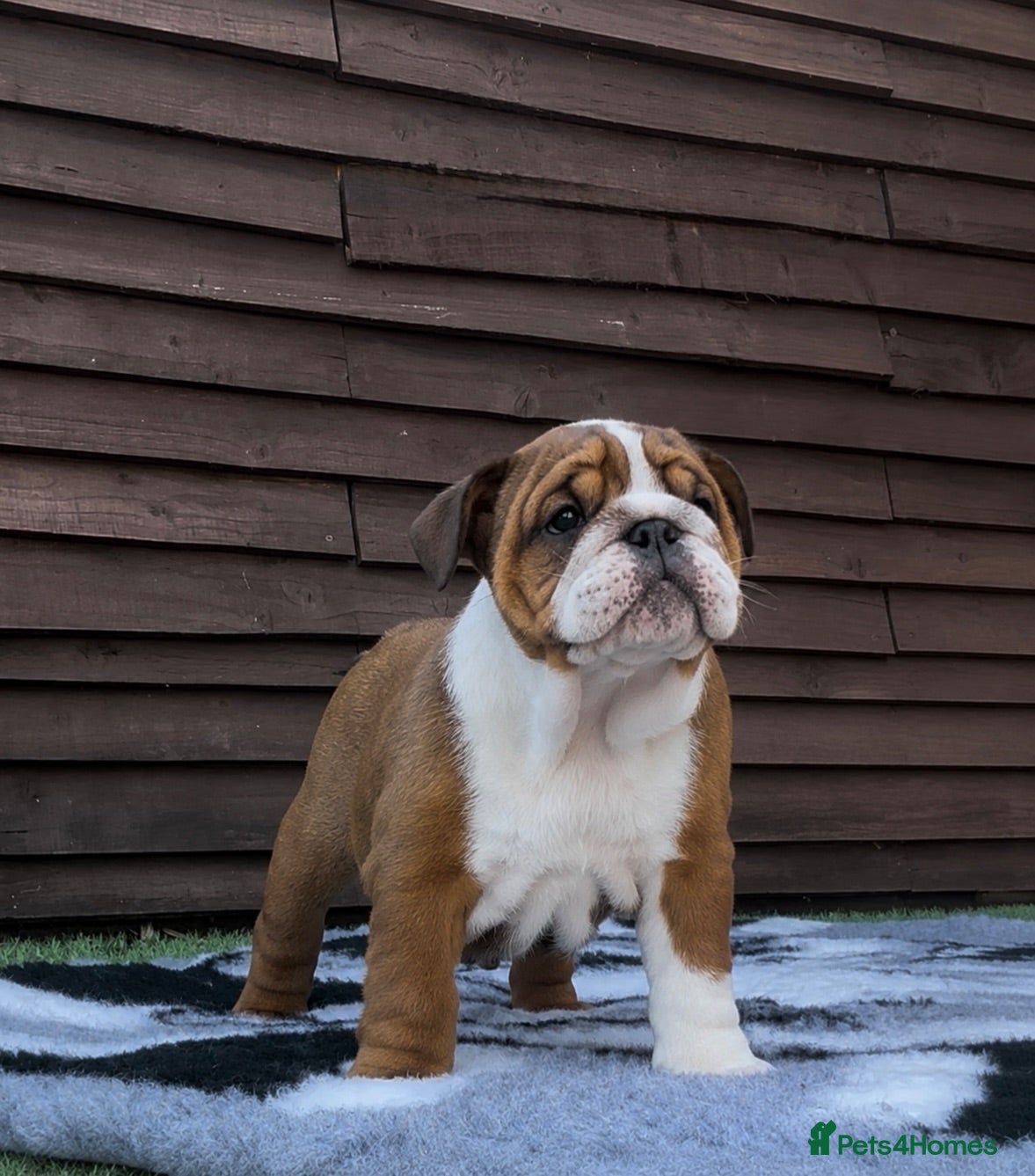 English Bulldog dogs MULTI CH sired english bulldog puppies - Advert 1