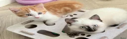 Mixed Breed cats for sale: Ragdoll-X-BSH - Advert 31