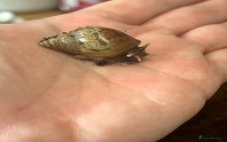 Snails invertebrates for sale: 🐌 Giant African Land Snail Babies 🐌  - Image 6
