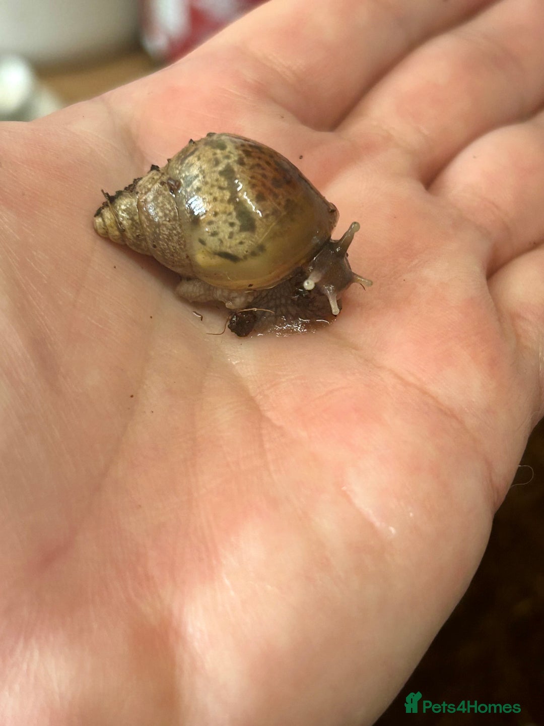 Snails invertebrates for sale: 🐌 Giant African Land Snail Babies 🐌  - Image 6